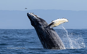 a whale jumping out of the water