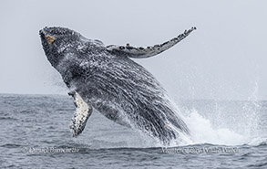 a bird flying over a body of water