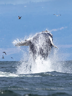a bird flying over the ocean