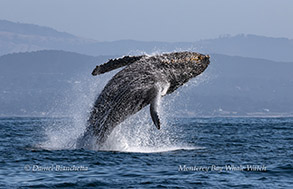 a whale jumping out of the water