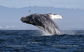 a whale jumping out of the water