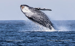 a whale jumping out of the water