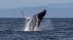 a whale jumping out of the water