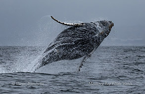 a whale jumping out of the water