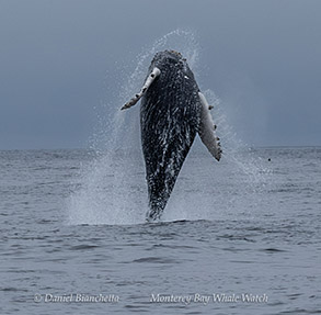 a whale jumping out of the water
