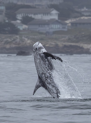 a whale jumping out of the water
