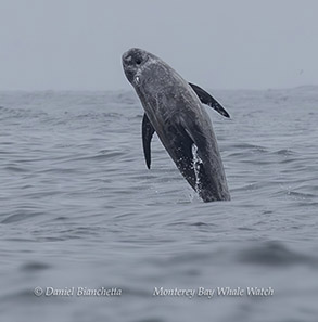 a bird swimming in water