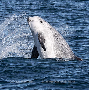 a whale jumping out of the water