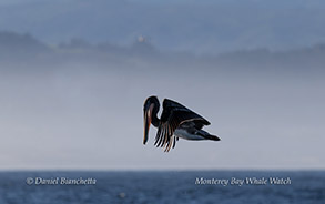 a close up of a bird flying over a body of water