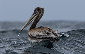 a close up of a bird flying over a body of water