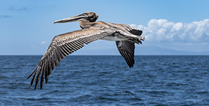 a bird flying over a body of water