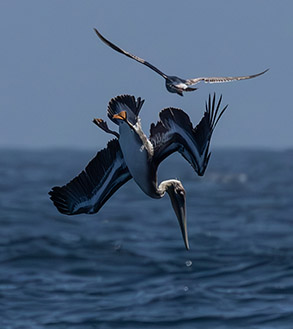 a bird flying over a body of water