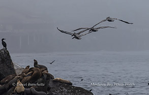 a flock of seagulls flying over a body of water