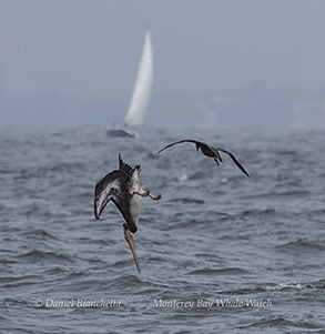 a close up of a bird flying over a body of water