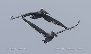 a bird flying in the sky
