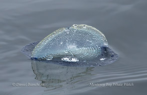 a turtle swimming under water