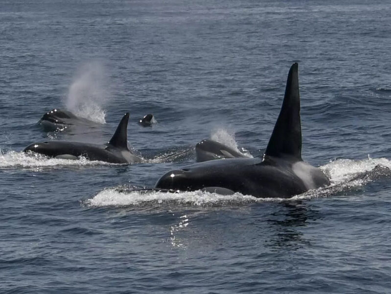 a whale jumping out of the water