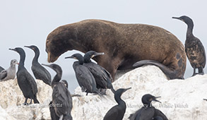 a flock of seagulls standing next to a body of water