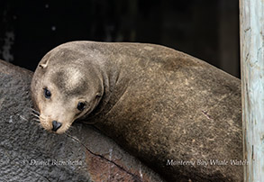 a close up of an animal