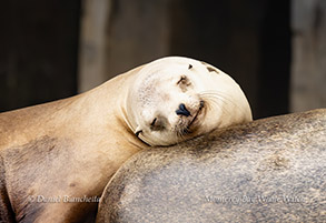 a close up of an animal