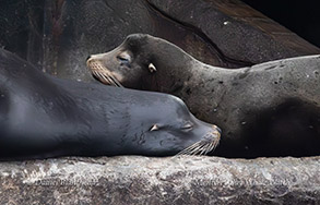 a seal lying in the dirt