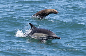 a dolphin jumping out of the water