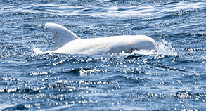 an animal swimming in the water