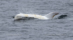 a dog swimming in a body of water