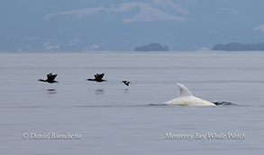 a bird flying over a body of water