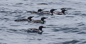 a bird swimming in water