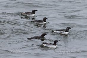 a flock of seagulls are swimming in a body of water