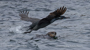 a bird swimming in water