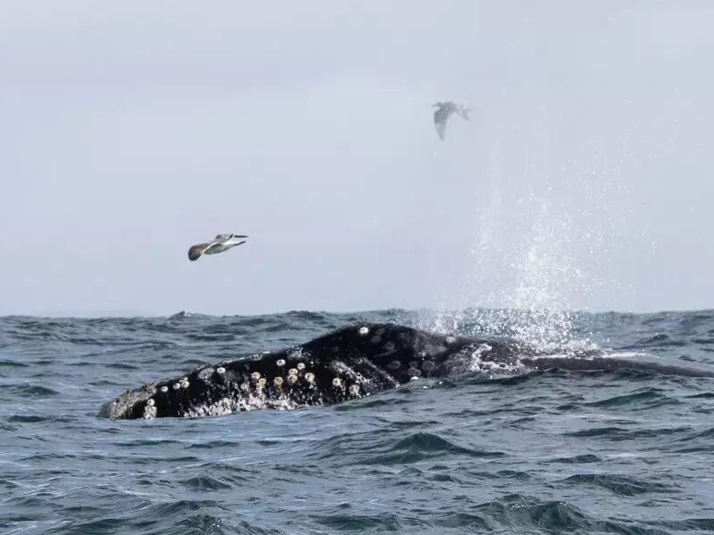a flock of seagulls flying over a body of water