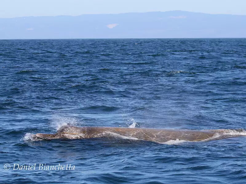 a whale jumping out of the water