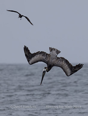 a bird flying over a body of water