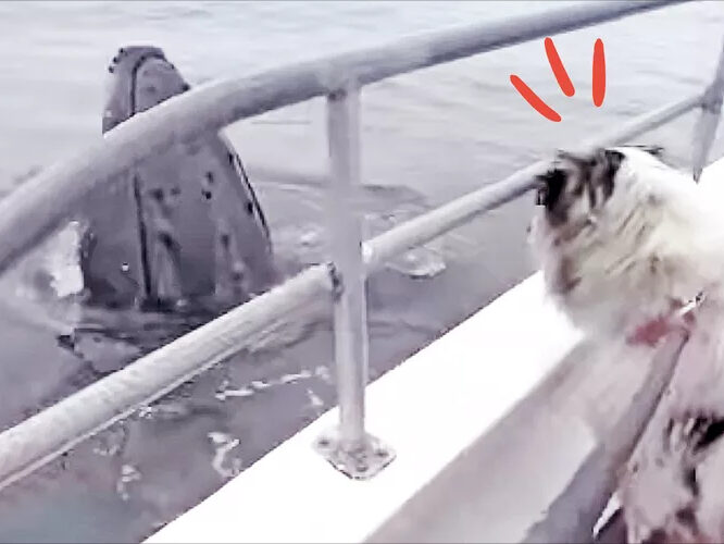 a dog sitting in the snow