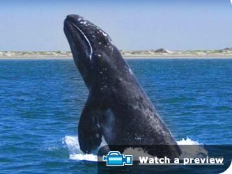 a person standing next to a body of water