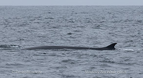 a whale jumping out of the water