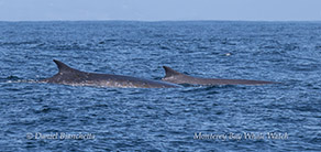 a group of whales swimming on a body of water