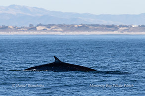 a whale in a large body of water