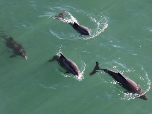 a bird swimming in water