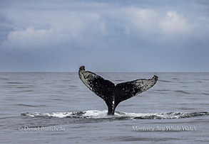 a whale jumping out of the water