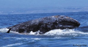 a whale jumping out of the water