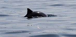 a dolphin's fin seen above the water