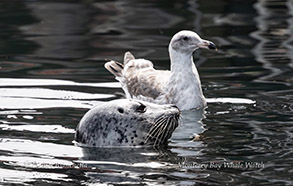a bird swimming in water