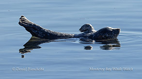 a dog swimming in a body of water