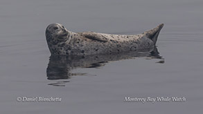 a bird swimming in water