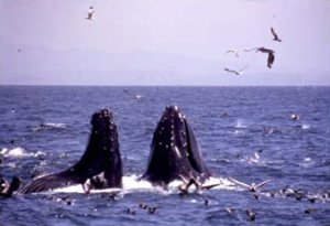 a bird flying over a body of water