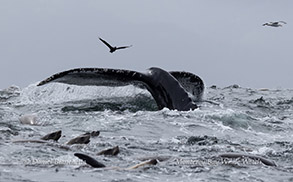 a bird flying over a body of water