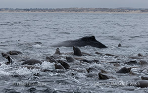 an animal swimming in the water